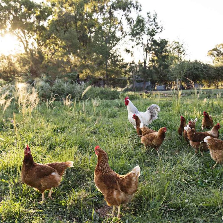 Free Range Organic Chicken