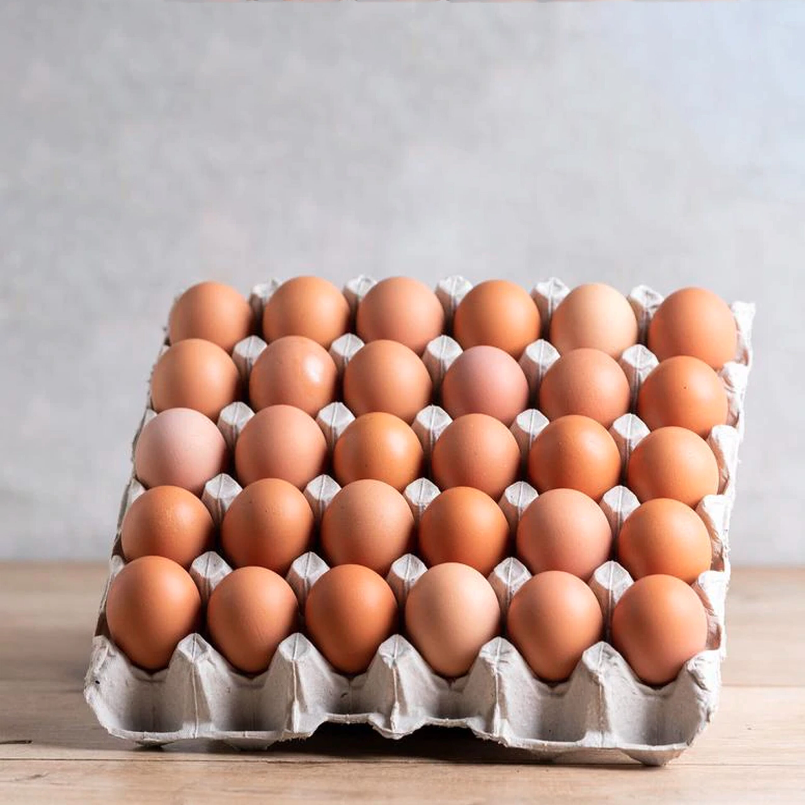 EGGTRAY 1