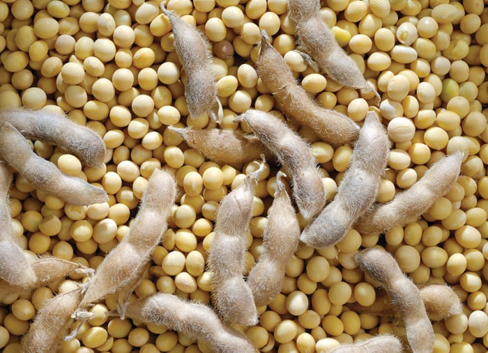 Soybean seeds