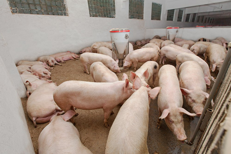 pig farm