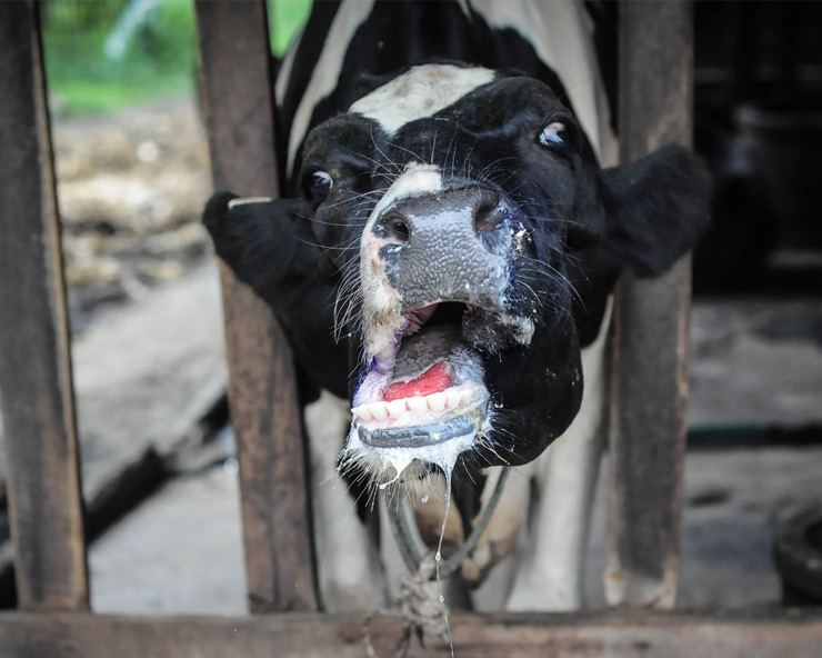 clinical-sign-foot-mouth-disease
