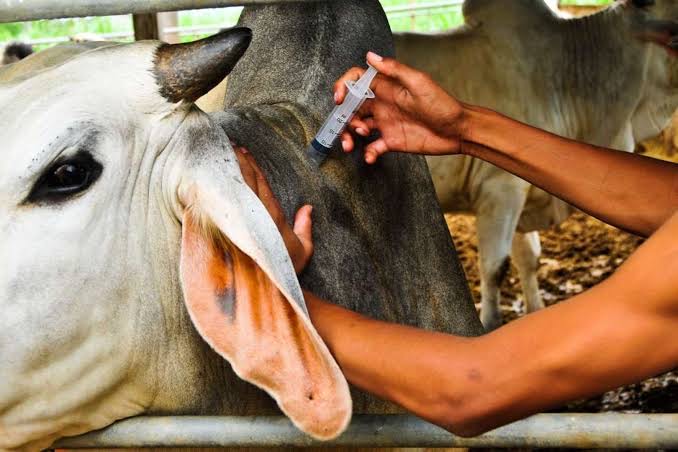 cow